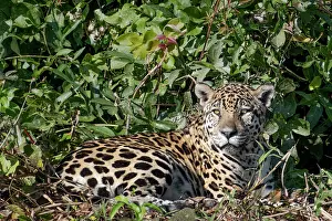 Mato Grosso Prints: South America, Brazil, Mato Grosso, Pantanal; Jaguar (panthera onca)