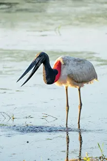 Mato Grosso Prints: South America, Brazil, Mato Grosso, Pantanal, jabiru stork (Jabiru mycteria)