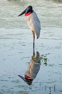 Mato Grosso Prints: South America, Brazil, Mato Grosso, Pantanal, jabiru stork (Jabiru mycteria)