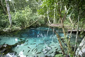 Images Dated 28th November 2012: South America, Brazil, Mato Grosso, Nobres, Piraputanga fish in the Enchanted Aquarium