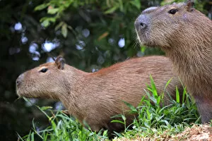 Images Dated 28th November 2012: South America, Brazil, Mato Grosso, Pantanal, a male and female capybara, Hydrochoerus