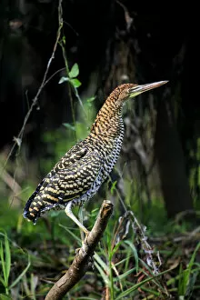 Images Dated 28th November 2012: South America, Brazil, Mato Grosso, Pantanal, Rufescent tiger heron, Tigrisoma lineatum