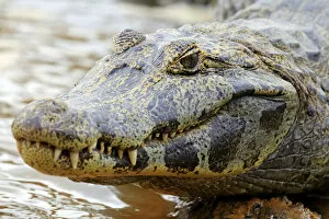 Images Dated 28th November 2012: South America, Brazil, Mato Grosso, Pantanal, a Yacare caiman, Caiman crocodilus yacare