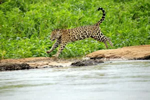 Images Dated 28th November 2012: South America, Brazil, Mato Grosso, Pantanal, a male jaguar, panthera onca