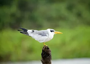 Images Dated 28th November 2012: South America, Brazil, Mato Grosso, Pantanal, Large-billed Tern, Phaetusa simplex