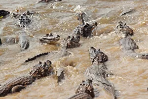 Images Dated 28th November 2012: South America, Brazil, Mato Grosso, Pantanal, Yacare caimans, Caiman crocodilus yacare