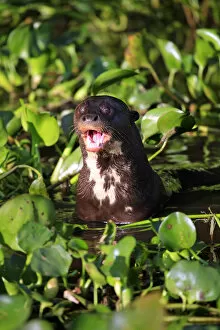 Images Dated 28th November 2012: South America, Brazil, Mato Grosso, Pantanal, a giant otter