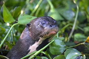 Images Dated 28th November 2012: South America, Brazil, Mato Grosso, Pantanal, a giant otter