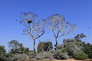 Images Dated 20th September 2012: South America, Brazil, Mato Grosso do Sul, a tree in the Pantanal with nesting Jabiru