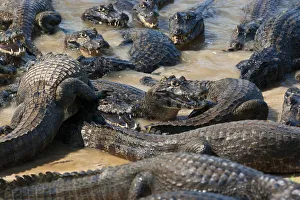 South America, Brazil, Mato Grosso do Sul, Yacare Caiman in the Brazilian Pantanal
