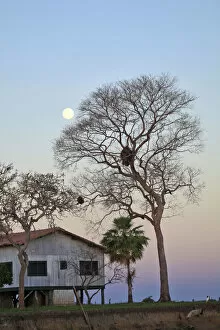 Images Dated 20th September 2012: South America, Brazil, Mato Grosso do Sul, the moon shining through the denuded branches