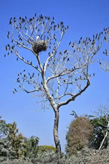 Images Dated 20th September 2012: South America, Brazil, Mato Grosso do Sul, a tree in the Pantanal with nesting Jabiru