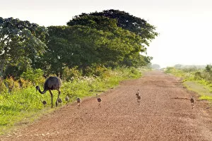 Images Dated 19th October 2012: South America, Brazil, Mato Grosso do Sul, A Greater Rhea with chicks walking along