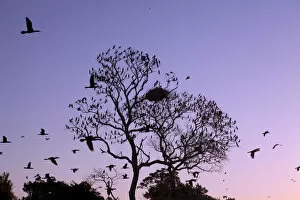 Images Dated 19th October 2012: South America, Brazil, Mato Grosso do Sul, a tree in the Pantanal with nesting Jabiru