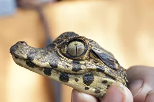 Images Dated 28th November 2012: South America, Brazil, Mato Grosso do Sul, Pantanal, a baby Yacare caiman, Caiman