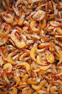 Images Dated 28th November 2012: South America, Brazil, Para, Belem, prawns for sale in the Ver Oo Peso market on the