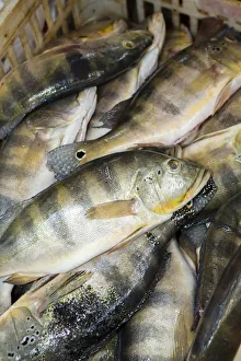 South America, Brazil, Para state, Belem, Ver-o-Peso market, Tucunare (peacock bass)