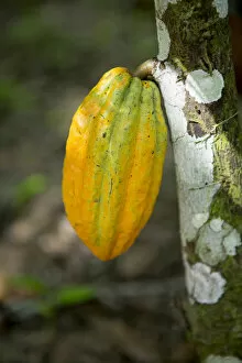 Images Dated 1st February 2016: South America, Brazil, Para state, Belem, a cacao (cocoa) pod / fruit on a chocolate