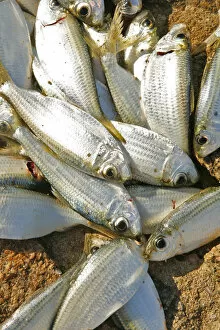 Images Dated 11th October 2012: South America, Brazil, Paraty, Costa Verde (Green Coast), freshly caught fish