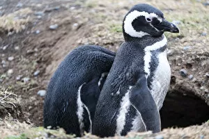 Images Dated 21st February 2017: South America, Chile, Patagonia, Tierra del Fuego, Magellanic penguins (Spheniscus