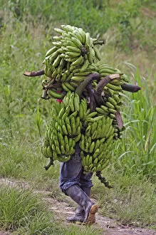 Images Dated 27th June 2012: South America, Colombia, Leticia, Amazon region, man carrying bananas