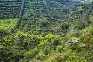 South America, Colombia, Quindio, Buenavista, residential house surrounded by coffee