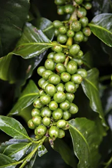 South America, Colombia, Quindio, Buenavista, coffee fruits on a plant in a coffee
