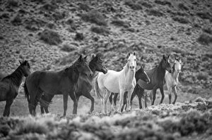 South America, Patagonia, Argentina, Santa Cruz, wild horses near Cueva de los Manos