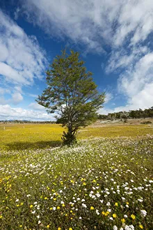 South America, Patagonia, Chile, Magallanes y la Antartica, Tierra del Fuego, tree