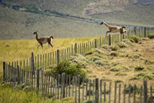 Images Dated 10th May 2016: South America, Patagonia, Chile, Torres del Paine, Guanacos jumping fence