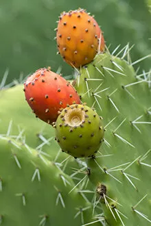 South America, Peru, Colca Canyon, cactus