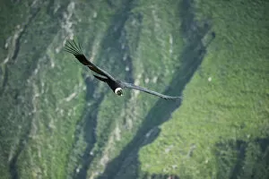 Images Dated 15th July 2015: South America, Peru, Colca Canyon, soaring condor