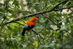 South America, Peru, Manu National Park, Cock of the rock