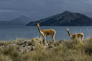 Images Dated 15th July 2015: South America, Peru, Suasi island, Lake Tititaca, Vicugna vicugna, vicunas at lake