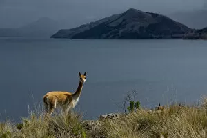 South America, Peru, Suasi island, Lake Tititaca, Vicugna vicugna, Vicuna at lake