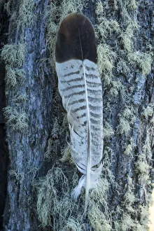 South America, Tierra del Fuego, Argentina, Ushuaia, Tierra del Fuego National Park