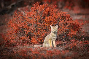 South America, Tierra del Fuego, Chile, fox