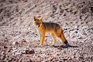High Altitude Prints: South American gray fox, Puna, Argentina
