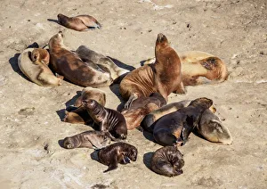 Argentinean Prints: South American Sea Lion Colony (Otaria flavescens), Punta Piramide, Valdes Peninsula