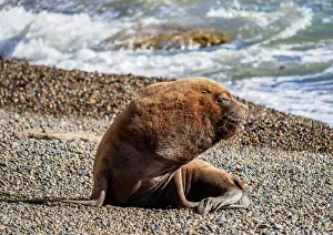 Chubut Province Prints: South American Sea Lion (Otaria flavescens), male, Punta Ninfas, Atlantic Coast, Chubut