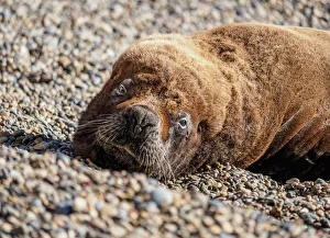 South American Sea Lion (Otaria flavescens), male, Punta Ninfas, Atlantic Coast, Chubut