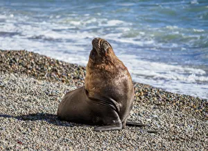 South American Sea Lion (Otaria flavescens), male, Punta Ninfas, Atlantic Coast, Chubut