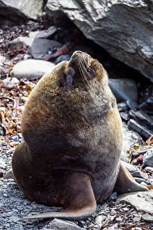 Hauled Out Prints: South American Sea Lion (Otaria flavescens)