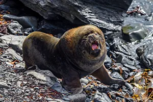 Hauled Out Prints: South American Sea Lion (Otaria flavescens)