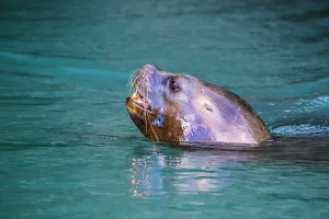 Moving Prints: South American sea lion (Otaria flavescens)