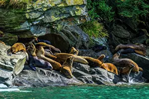 Fjords Prints: South American sea lion (Otaria flavescens)) Hauled out herd