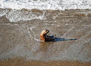 Argentinean Prints: South American Sea Lion Pup (Otaria flavescens), Punta Norte, Valdes Peninsula, UNESCO