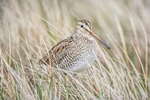 South American snipe (Gallinago paraguaiae), Sea Lion Island, Falkland Islands South American snipe (Gallinago paraguaiae), Sea Lion Island, Falkland Islands
