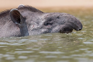 Swimming Prints: South American tapir, Tapirus terrestris, Rio Ciuiaba, Mato Grosso, Brasil