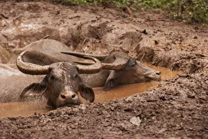 Images Dated 25th September 2013: South East Asia, Thailand, Asian water buffalo (Bubalus bubalis) wallowing in mud